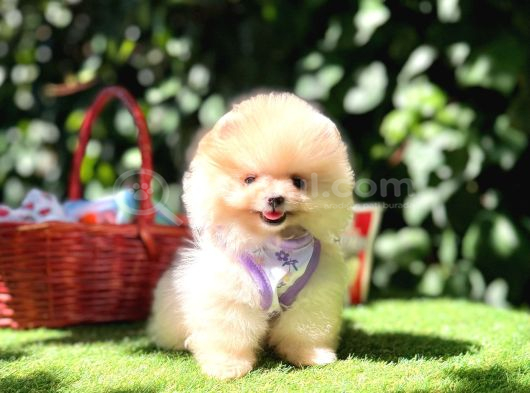 Pomeranian Boo Teddy Bear Yavrularımız En Mini Boy