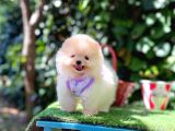 Pomeranian Boo Teddy Bear Yavrularımız En Mini Boy