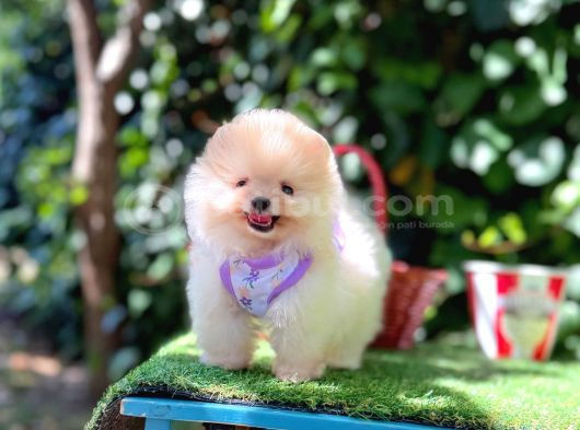 Pomeranian Boo Teddy Bear Yavrularımız En Mini Boy görsel