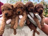 Kampanyalı Poodle Yavrular