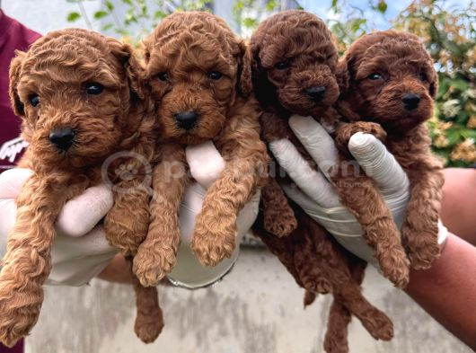 Kampanyalı Poodle Yavrular görsel