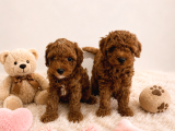 Irk Ve Sağlık Garantili Toy Poodle Yavrular