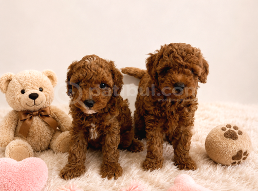 Irk Ve Sağlık Garantili Toy Poodle Yavrular görsel