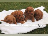 ÜST KALİTE TOY POODLE YAVRULARI