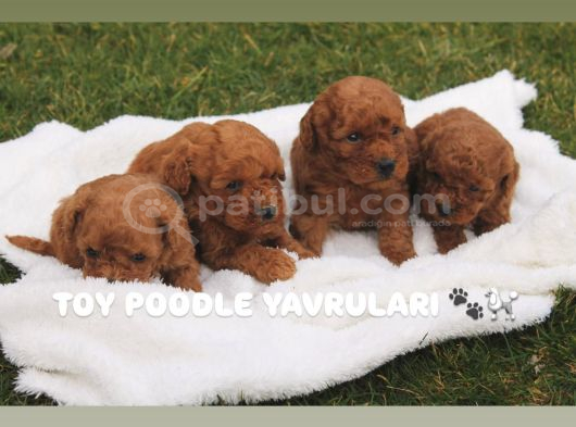 Üst Kali̇te Toy Poodle Yavrulari