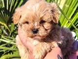 Kore Maltipoo Yavrular