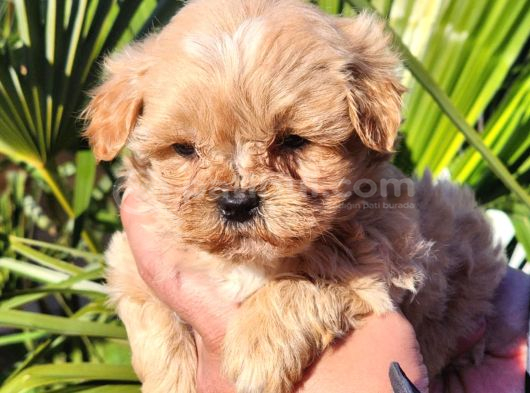 Kore Maltipoo Yavrular görsel