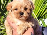 Kore Maltipoo Yavrular