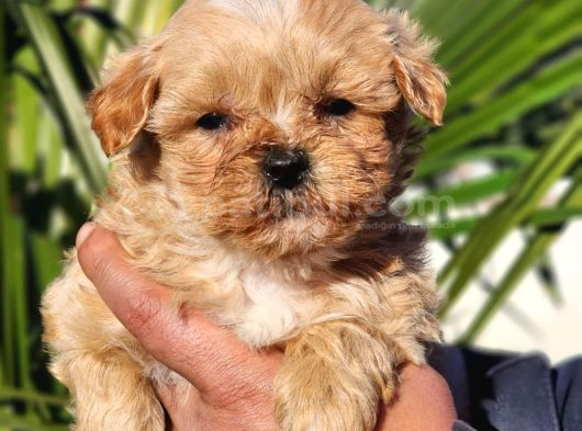 Kore Maltipoo Yavrular görsel