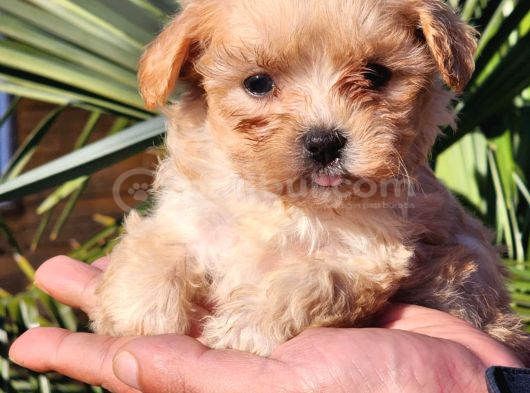 Kore Maltipoo Yavrular görsel