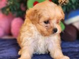 Kore Maltipoo Yavrular