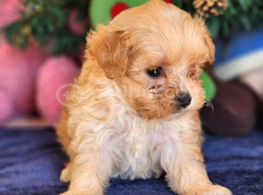 Kore Maltipoo Yavrular görsel