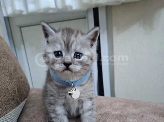 Canlarımız Yeni Evlerini Arıyor görsel