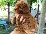 Sevimli Toy Poodle Yavrular