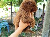 Sevimli Toy Poodle Yavrular