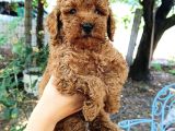 Sevimli Toy Poodle Yavrular
