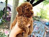 Sevimli Toy Poodle Yavrular