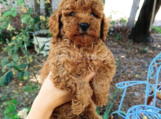 Sevimli Toy Poodle Yavrular görsel