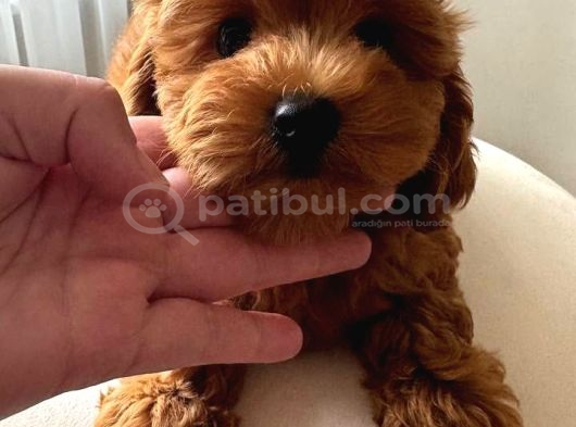 Kali̇teni̇n Tek Adresi̇ Büyükçekmecede görsel