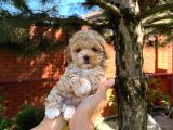 Mi̇ni̇kli̇ği̇yle Si̇zi̇ Kendi̇ne Hayran Birakicak Tea Cup Malti̇poo