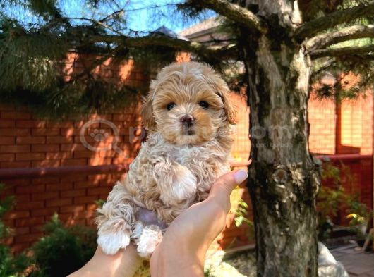 MİNİKLİĞİYLE SİZİ KENDİNE HAYRAN BIRAKICAK TEA CUP MALTİPOO