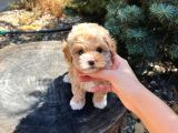 Mi̇ni̇kli̇ği̇yle Si̇zi̇ Kendi̇ne Hayran Birakicak Tea Cup Malti̇poo