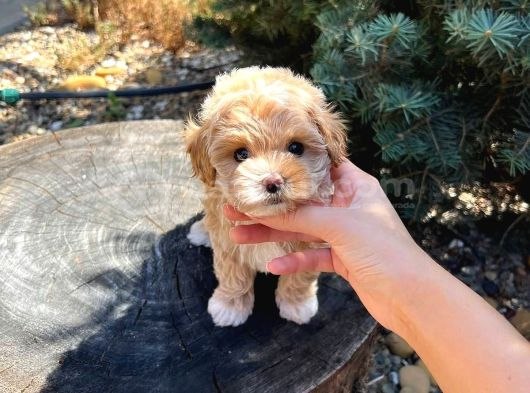 Mi̇ni̇kli̇ği̇yle Si̇zi̇ Kendi̇ne Hayran Birakicak Tea Cup Malti̇poo görsel