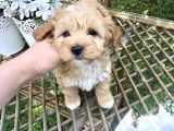 Mi̇ni̇kli̇ği̇yle Si̇zi̇ Kendi̇ne Hayran Birakicak Tea Cup Malti̇poo