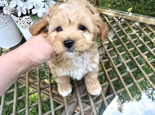 Mi̇ni̇kli̇ği̇yle Si̇zi̇ Kendi̇ne Hayran Birakicak Tea Cup Malti̇poo görsel