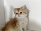 Golden Kediler Yuva Arıyor
