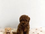 Anne Altından Red Brown Dişi Toy Poodle