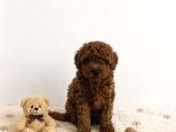 Anne Altından Red Brown Dişi Toy Poodle