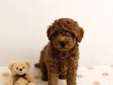 Anne Altından Red Brown Dişi Toy Poodle