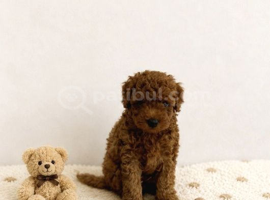 Anne Altından Red Brown Dişi Toy Poodle görsel