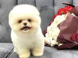Ayıcık Boo Yavrular