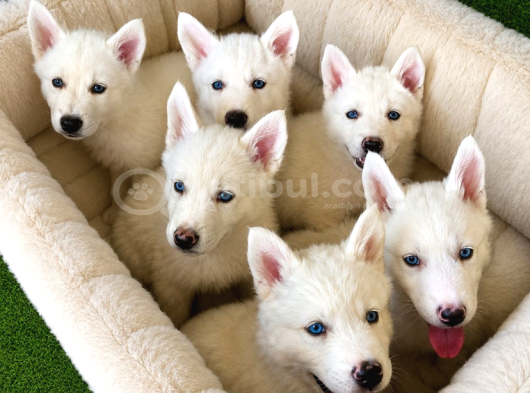 Kampanyalı Husky Yavrular görsel