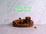 TOY POODLE BEBEKLER TESLİME HAZIR