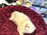 Pamuk Gibi Harika British Longhair Blue Point Yavrumuz