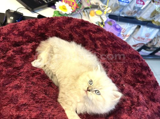 Pamuk Gibi Harika British Longhair Blue Point Yavrumuz görsel