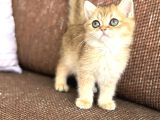 Golden sevenlere