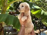 Dünyalar Tatlısı Golden Ruhsatlı Bayiden