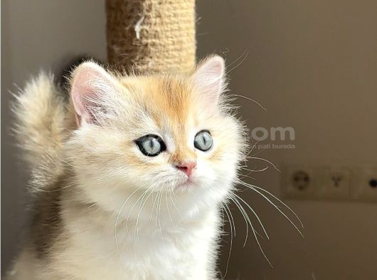 Irk Standartları Üzerinden Golden Erkek görsel