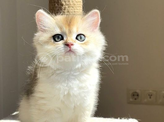 Irk Standartları Üzerinden Golden Erkek görsel