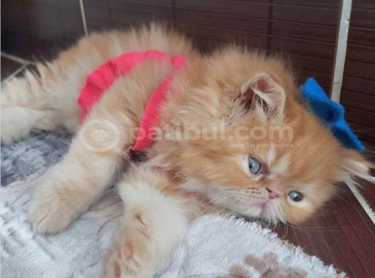 İran Exotic Long Hair Bebek görsel