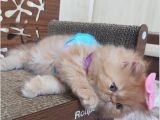 İran Exotic Long Hair Bebek