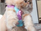 İran Exotic Long Hair Bebek