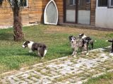 Border Collie Yavruları  Renk Seçenekleriyle