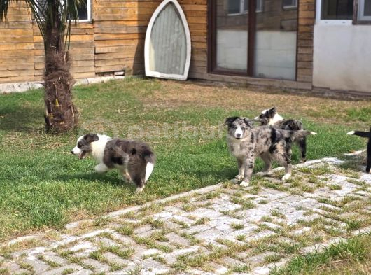 Border Collie Yavruları  Renk Seçenekleriyle görsel