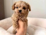 Kahve Tonlu Malti̇poo Ci̇nsi̇ Yavrular