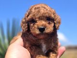 Safkan Red Brown Toy Poodle  Sağlık Kontrollü